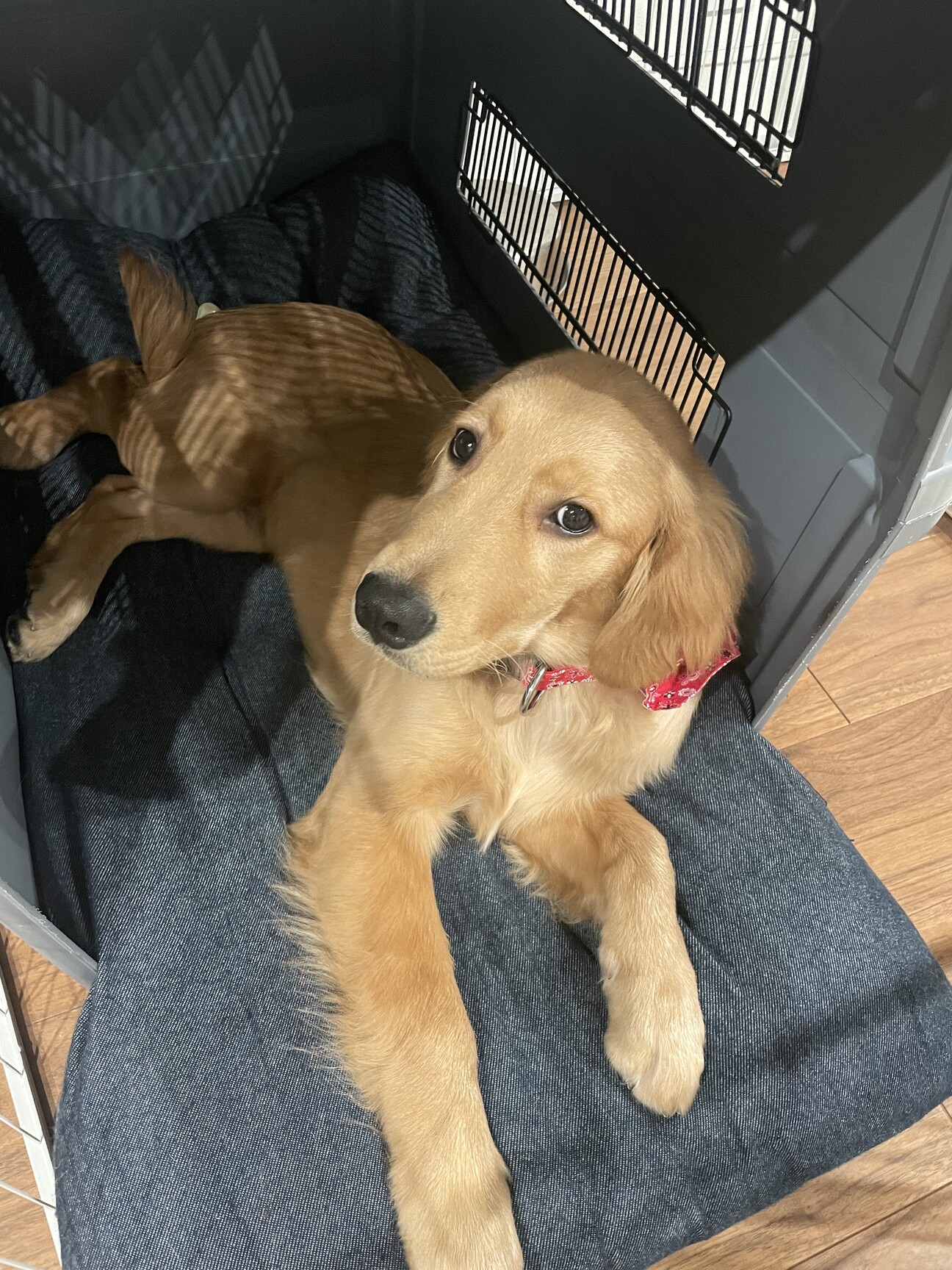 ゴールデンレトリバー 5」愛知県 - 犬の里親募集(485674) :: ペット