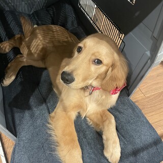 ゴールデンレトリバー　5ヵ月の男の子