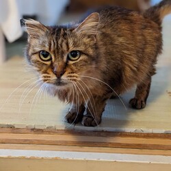 保護猫の譲渡会in小牧 サムネイル2