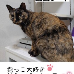 保護猫の譲渡会in小牧 サムネイル3