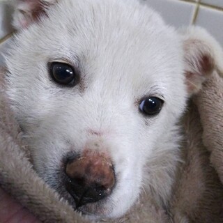 収容期限❗️3月28日迄‼️まだ子犬です