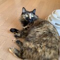 長毛サビ猫　ゴージャスな猫さんです