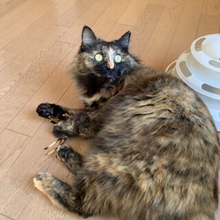 長毛サビ猫　ゴージャスな猫さんです