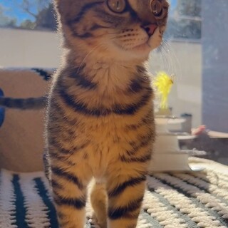 ６ヵ月　まんまるBody  キジトラ女子