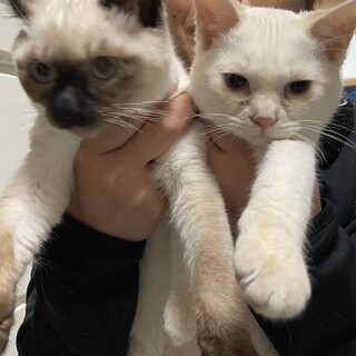 【里親様決定】個性豊かで元気いっぱい♡ぶんともん