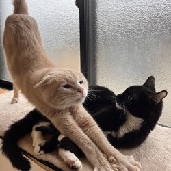 ●4/14(日)猫の譲渡会●名古屋市守山区● サムネイル2