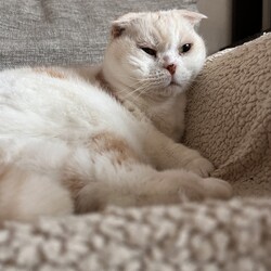 ●4/14(日)猫の譲渡会●名古屋市守山区● サムネイル3