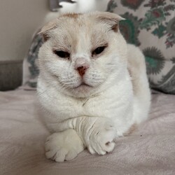 ⬛︎4/21(日)猫の譲渡会⬛︎名古屋市守山区小幡駅前！ サムネイル2