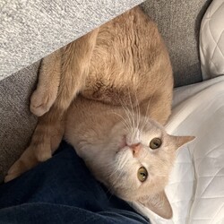 ⬛︎4/21(日)猫の譲渡会⬛︎名古屋市守山区小幡駅前！ サムネイル3