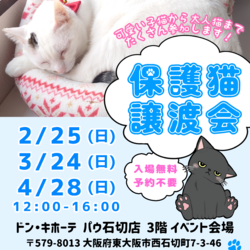 猫の譲渡会 in ドン・キホーテ パウ石切店