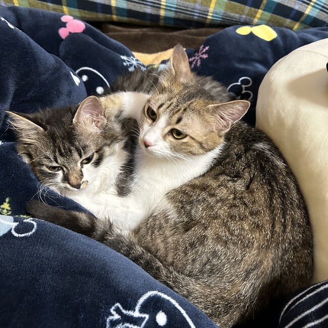 まき111のカバー写真