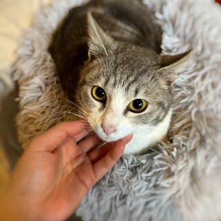 お鼻がピンクの美男子♡ゆいくん