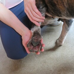 「くくり罠にかかっていたキラリちゃん」サムネイル2