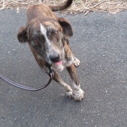 「くくり罠にかかっていたキラリちゃん」サムネイル3