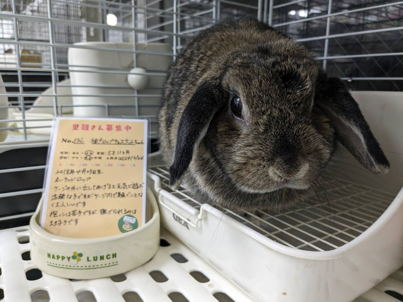 No.136 神戸ロップ」埼玉県 - 小動物の里親募集(485705