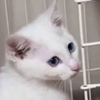青い瞳の白猫・愛くるしい王子様の章君