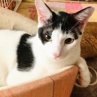 【元気いっぱい】甘えん坊のフレンドリー猫ポルトくん