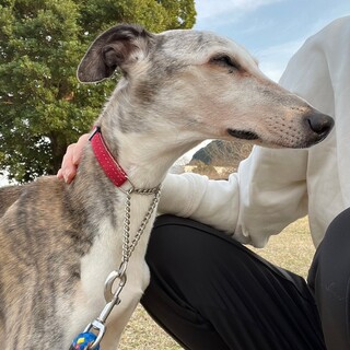 【穏やかで優しい】ウィペットのハリーくん