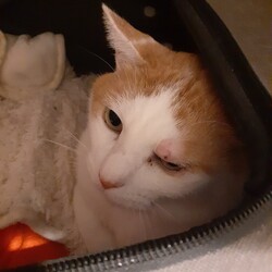 「【ちゃたん君】【凪君】の医療について」サムネイル2