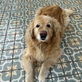 ゴールデン　男の子