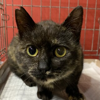 ⑦おはぎ　サビ　7ヶ月　メス　甘えん坊で穏やか