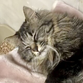 長毛キジトラ甘えん坊寂しがりや坊ポンタ君