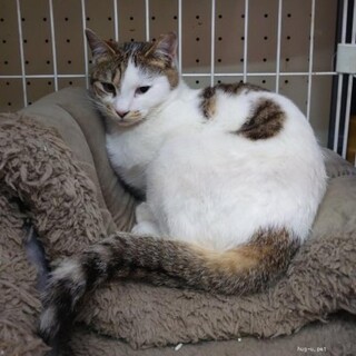 人なれ抜群おちゃめな　やよいちゃん