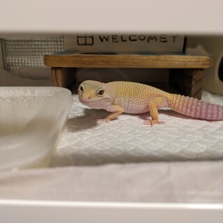 里親探してます