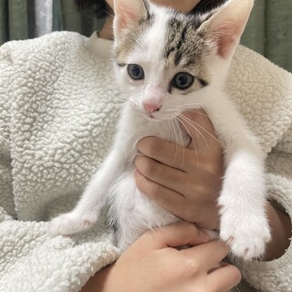 子猫里親募集！