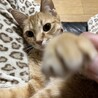 里親さん募集してます！ サムネイル2