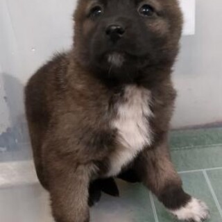 沢山の子犬が収容されています‼️