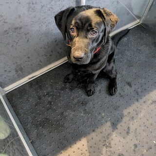 黒のラブラドール、男の子1歳です。