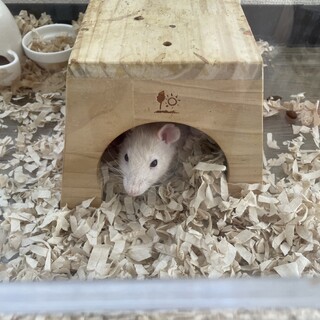 ファンシーラット　メス