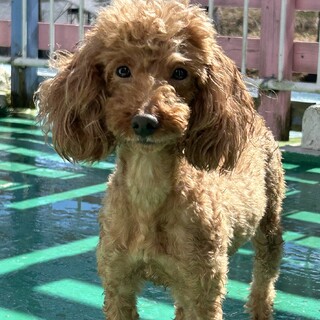 トイプードル　女の子♀　6歳