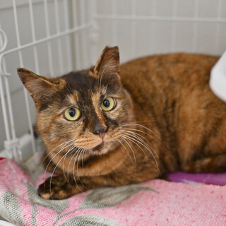 ごま：ナデナデするとすぐご機嫌