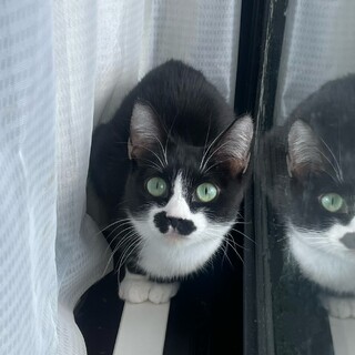 ◉キュートな兄妹◉みらいちゃん＆チャップくん