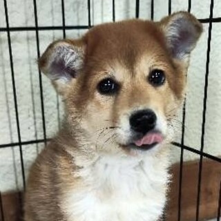 野犬の茶君‼ずっとのおうち探してます♂保健所引出