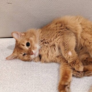 ソマリ！人も犬も好きな甘えたさんです