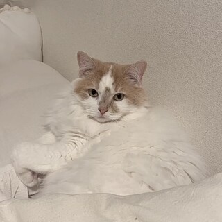 スコティッシュストレート4歳の甘えん坊女の子です