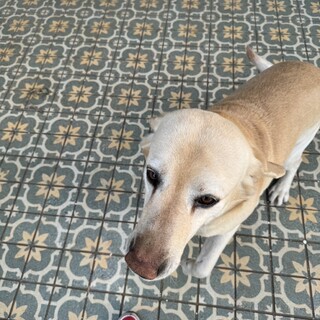 ラブラドール　男の子