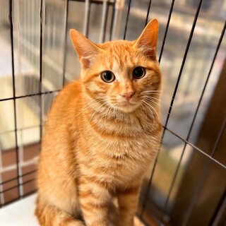 【里親募集】ちょっぴり怖がりな男の子、ミライくん