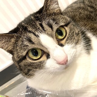 【うた】超美人なキジ白女子