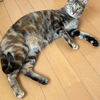 小顔でクールビューティ　こだまちゃん