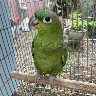 ムジボウシインコのボウちゃん