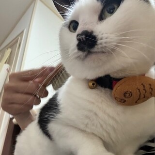 いっぱい撫でてくれる人が大好きなみるくちゃん