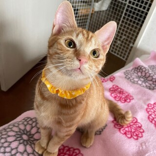 元気でやんちゃな可愛い子★ベールくん