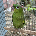 ムジボウシインコのボウちゃん