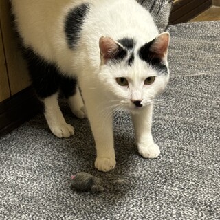 2歳の白黒の男の子