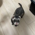 フェレット 大切にしてくださる方お願いします