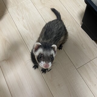 フェレット 大切にしてくださる方お願いします